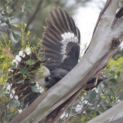 Strepera graculina at Lawson, ACT - 11 Nov 2024