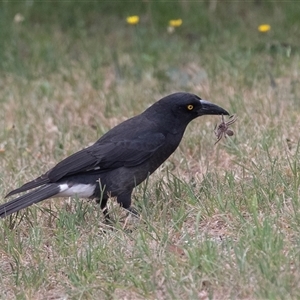 Strepera graculina at Lawson, ACT - 11 Nov 2024