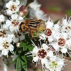 Eristalinus punctulatus at West Wodonga, VIC - 9 Nov 2024 by KylieWaldon