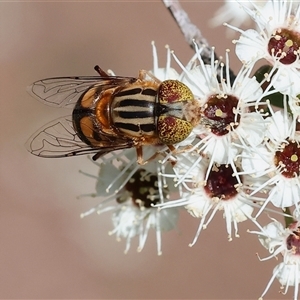 Eristalinus punctulatus at West Wodonga, VIC - 10 Nov 2024 09:15 AM