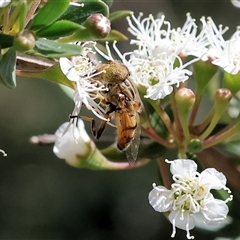 Eristalinus punctulatus at West Wodonga, VIC - 10 Nov 2024 09:15 AM