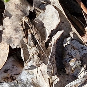 Austroicetes sp. (genus) at Yarra, NSW - 14 Nov 2024