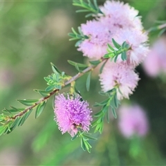 Unidentified Other Shrub at West Wodonga, VIC - 9 Nov 2024 by KylieWaldon