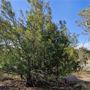 Exocarpos cupressiformis at Yarra, NSW - 14 Nov 2024 04:26 PM