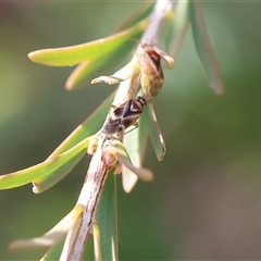 Miridae (family) (Unidentified plant bug) at West Wodonga, VIC - 10 Nov 2024 by KylieWaldon