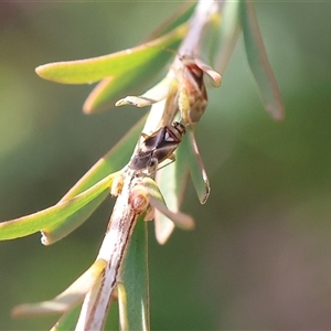 Lygaeidae (family) at West Wodonga, VIC by KylieWaldon