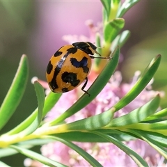 Coccinella transversalis at West Wodonga, VIC - 9 Nov 2024 by KylieWaldon