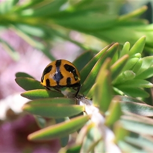 Coccinella transversalis at West Wodonga, VIC - 10 Nov 2024 09:24 AM