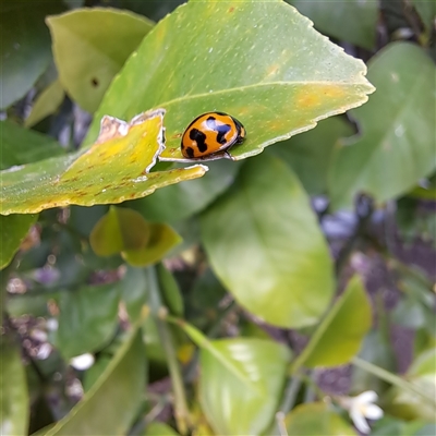 Coccinella transversalis (Transverse Ladybird) at Watson, ACT - 13 Nov 2024 by abread111