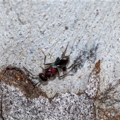 Agamerion cleptideum (A Chalcid wasp) at Holt, ACT - 22 Aug 2024 by AlisonMilton