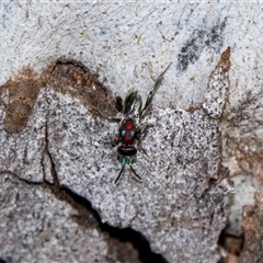 Agamerion cleptideum at Holt, ACT - 22 Aug 2024