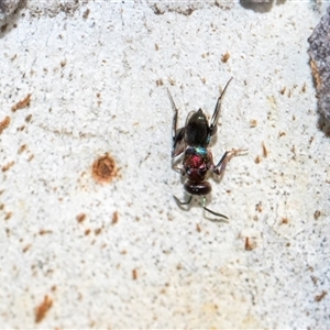 Agamerion cleptideum at Holt, ACT - 22 Aug 2024