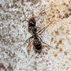 Anonychomyrma sp. (genus) (Black Cocktail Ant) at Holt, ACT - 22 Aug 2024 by AlisonMilton