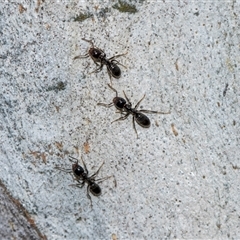 Anonychomyrma sp. (genus) at Holt, ACT - 22 Aug 2024