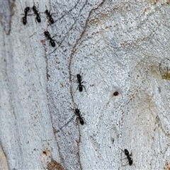 Anonychomyrma sp. (genus) at Holt, ACT - 22 Aug 2024