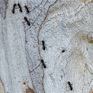 Anonychomyrma sp. (genus) at Holt, ACT - 22 Aug 2024