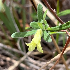 Billardiera scandens at Acton, ACT - 14 Nov 2024