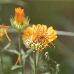 Calendula officinalis (English or Pot Marigold) at Lawson, ACT - 11 Nov 2024 by AlisonMilton