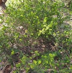 Dodonaea sp. at Ainslie, ACT - 3 Nov 2024 by Jeanette