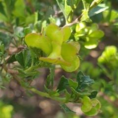 Dodonaea sp. at Ainslie, ACT - 3 Nov 2024