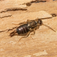 Forficula auricularia (European Earwig) at Nicholls, ACT - 1 Nov 2024 by AlisonMilton