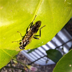 Exaireta spinigera (Garden Soldier Fly) at Watson, ACT by abread111