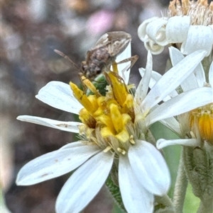 Lygaeidae (family) at Aranda, ACT - 14 Nov 2024