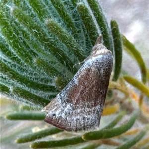 Mataeomera mesotaenia at Aranda, ACT - 14 Nov 2024