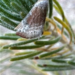 Mataeomera mesotaenia at Aranda, ACT - 14 Nov 2024 04:48 PM