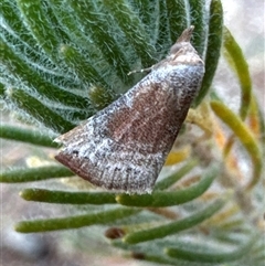 Mataeomera mesotaenia at Aranda, ACT - 14 Nov 2024 04:48 PM