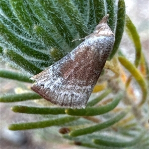 Mataeomera mesotaenia at Aranda, ACT - 14 Nov 2024 04:48 PM