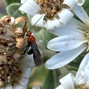 Braconidae (family) at Aranda, ACT - 14 Nov 2024