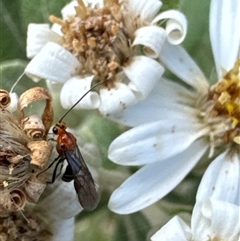 Braconidae (family) at Aranda, ACT - 14 Nov 2024