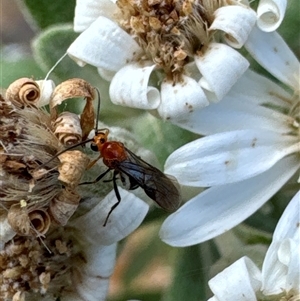 Braconidae (family) at Aranda, ACT - 14 Nov 2024