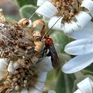 Braconidae (family) at Aranda, ACT - 14 Nov 2024