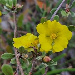 Hibbertia obtusifolia (Grey Guinea-flower) at Yarra, NSW - 14 Nov 2024 by trevorpreston