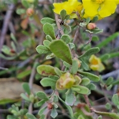 Hibbertia obtusifolia at Yarra, NSW - 14 Nov 2024 04:24 PM