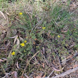 Hibbertia obtusifolia at Yarra, NSW - 14 Nov 2024 04:24 PM