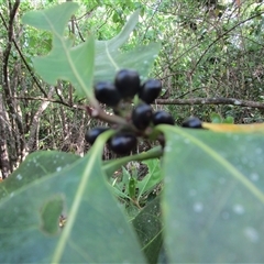 Planchonella obovata at Cooya Beach, QLD - 26 Jan 2023