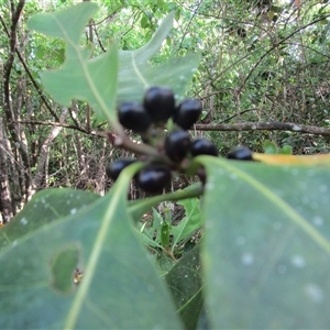 Planchonella obovata at Cooya Beach, QLD - 26 Jan 2023