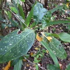 Planchonella obovata at Cooya Beach, QLD - 26 Jan 2023