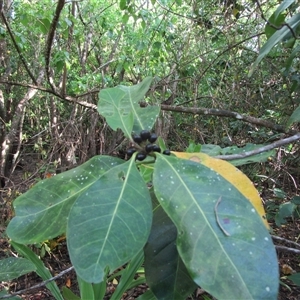 Planchonella obovata at Cooya Beach, QLD - 26 Jan 2023