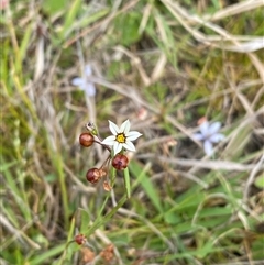 Sisyrinchium micranthum at Michelago, NSW - 14 Nov 2024 by Shazw