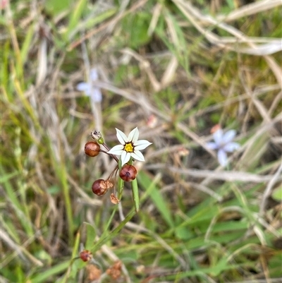 Sisyrinchium micranthum (Blue Pigroot) at Michelago, NSW - 14 Nov 2024 by Shazw