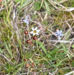 Sisyrinchium micranthum at Michelago, NSW - 14 Nov 2024