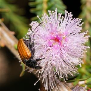 Phyllotocus rufipennis at Downer, ACT - 14 Nov 2024