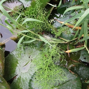 Ceratopteris thalictroides at Bonnie Doon, QLD - 8 May 2023