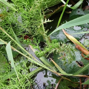 Ceratopteris thalictroides at Bonnie Doon, QLD - 8 May 2023