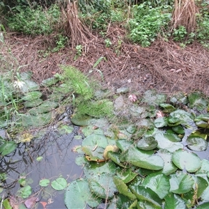 Ceratopteris thalictroides at Bonnie Doon, QLD - 8 May 2023