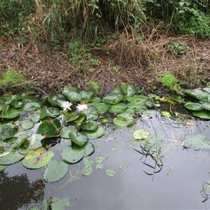 Ceratopteris thalictroides at Bonnie Doon, QLD - 8 May 2023